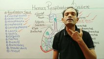 10th biology,human respiratory system,ms patel e learning