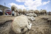 Başkentte bayramın üçüncü gününde de hayvan pazarlarında kurban satışları sürüyor