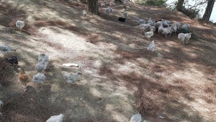 Adana'daki baraj gölünde yüzlerce civciv ölüme terk edildi