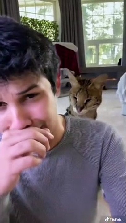 Cat Caught Being Rude