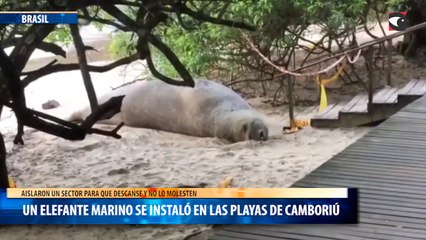 Un elefante marino se instaló en las playas de Camboriú