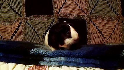 CAVIA PORCELLUS PARSLEY 102_5786