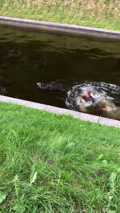 Exhausted Dog Extracted From Canal