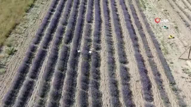 Kadının girişimci bozkıra lavanta bahçesi kurdu
