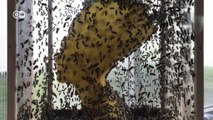 Esculturas feitas por abelhas: conheça o trabalho de Tomás Libertini