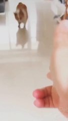 Funny Dog Videos 2021  It's time to LAUGH with Dog's life