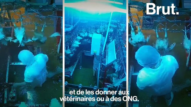 Cet abattoir installe des caméras pour limiter la souffrance animale
