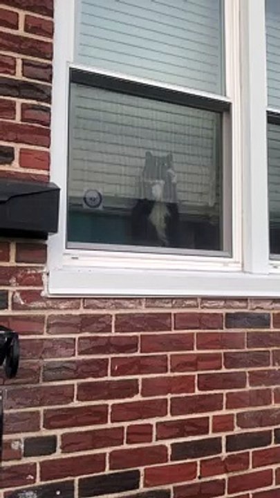 Jealous Kitty Uses Rapid Paws on Window