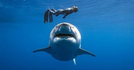 Découvrez Deep Blue, le plus grand requin blanc au monde