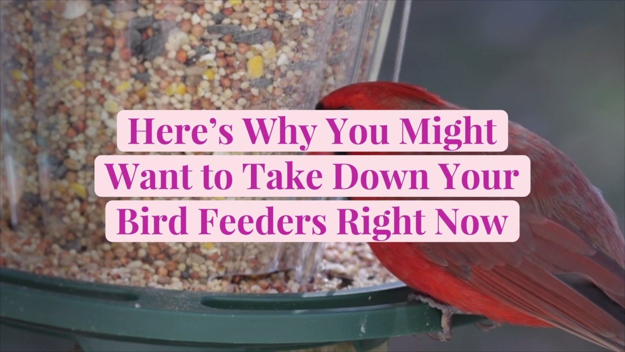Here's Why You Might Want to Take Down Your Bird Feeders Right Now