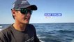 Afrique du Sud: le festin des prédateurs marins pendant la 'sardine run'