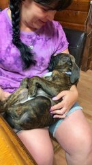 Sleepy Pup Dreams of Food