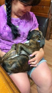 Sleepy Pup Dreams of Food