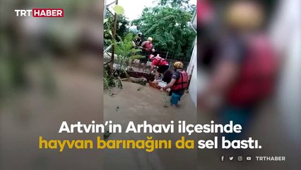 Artvin'de hayvan barınağı da sular altında kaldı