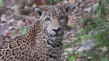 Alerta en el Amazonas: mueren en incendios forestales 1.400 jaguares en los últimos cinco años