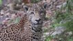 Alerta en el Amazonas: mueren en incendios forestales 1.400 jaguares en los últimos cinco años