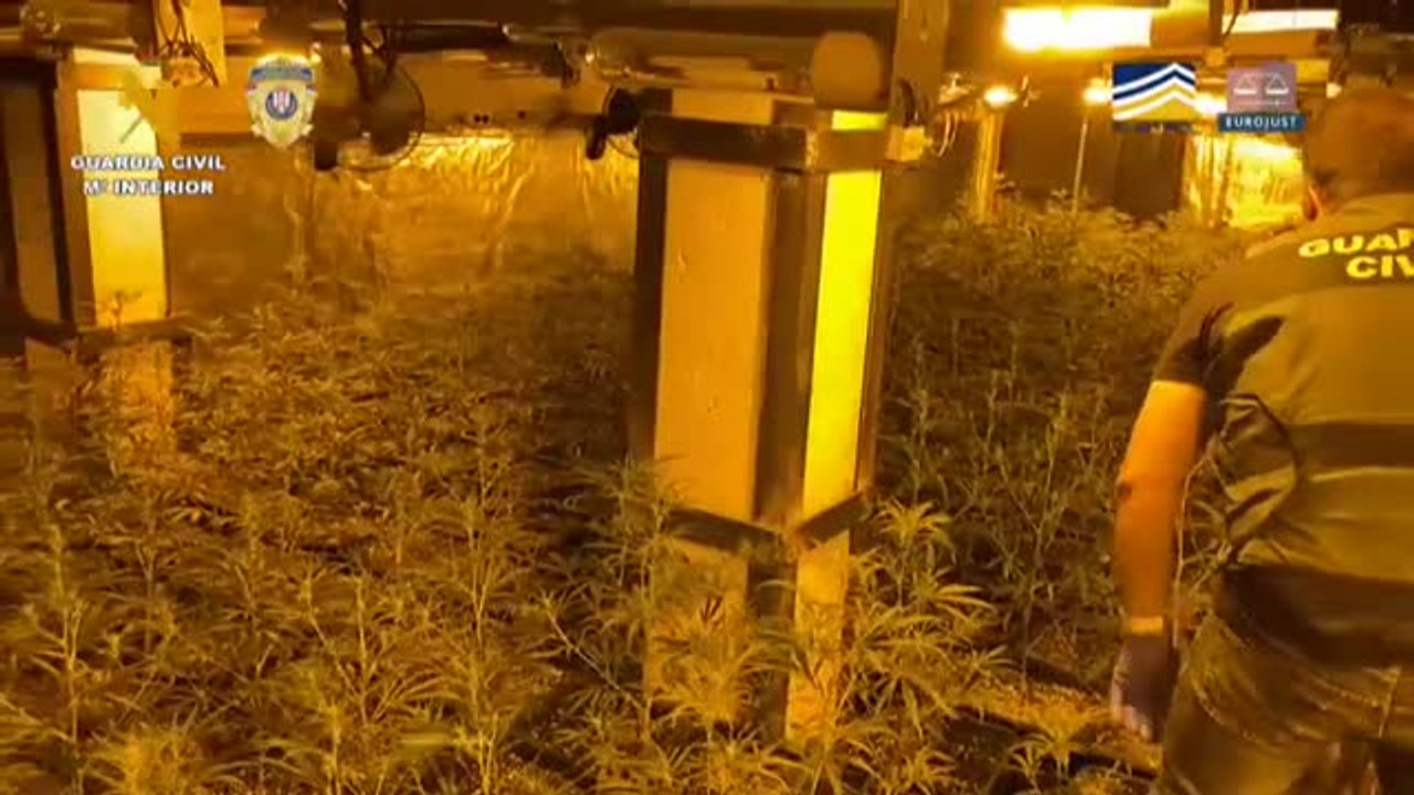 La colaboración de la Guardia Civil con la policía de Serbia permite desmantelar la producción de marihuana de la mafia del Este en España