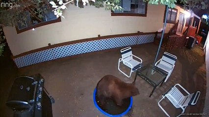 Bear Cools Off at Night in Kids Swimming Pool