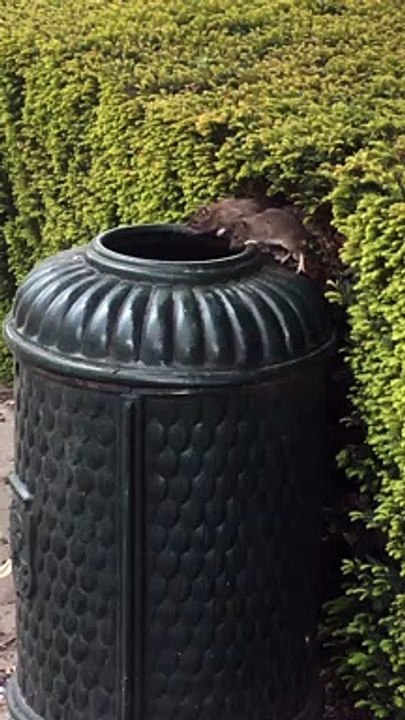 Infestation de rats à Bruxelles (Laeken)