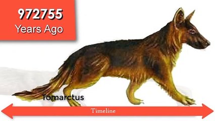 TIMELAPSE Evolution Of The Dog (EVERY YEAR) - 80 Million Years In a Video | Filmism World |