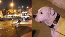 Kaldırımda yürürken tabancayla öldürüldü, köpeği bir an olsun başından ayrılmadı