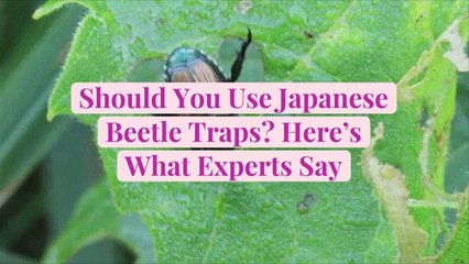 Should You Use Japanese Beetle Traps? Here's What Experts Say