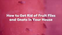 How to Get Rid of Fruit Flies and Gnats in Your House