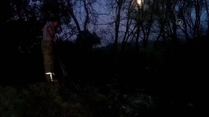 Ödemiş'teki yangında anıt zeytin ağaçları da zarar gördü