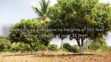 Must-Knows about Mangos