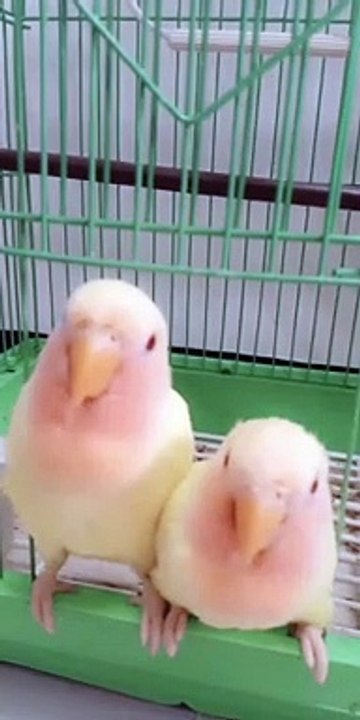 birds