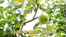 [HOT] Farming that was ruined while trying to prevent burns?, 생방송 오늘 아침 210723