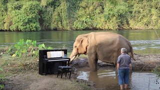Bull Elephant Waits Patiently For Musician To Play Beethoven