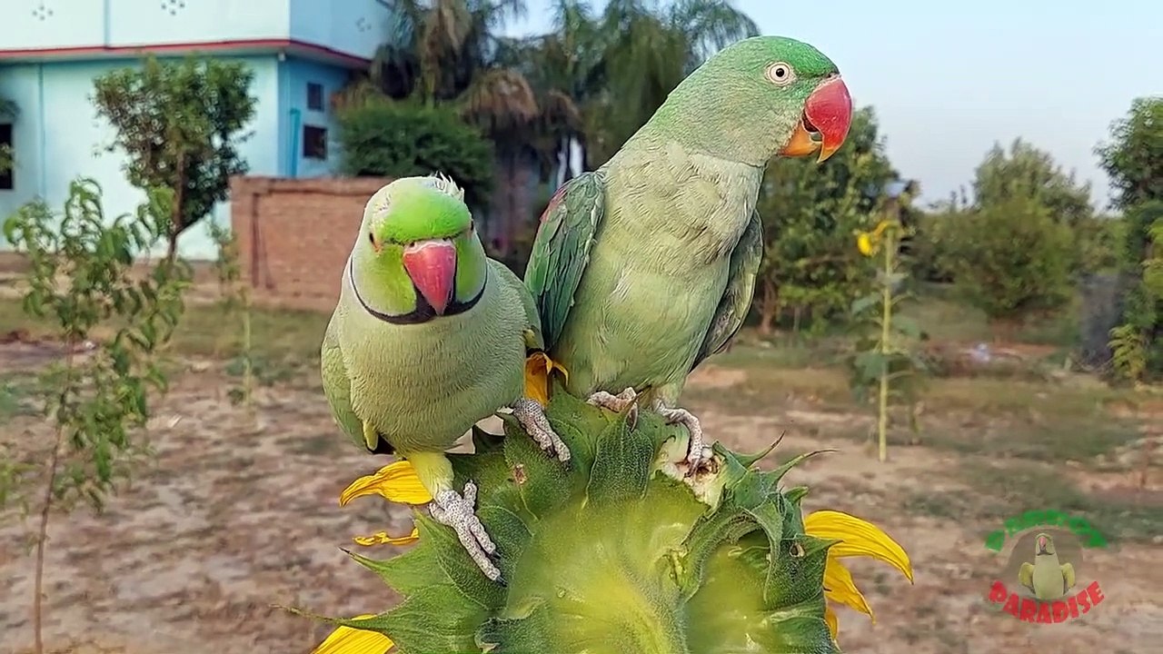 24.Indian Ringneck and Alexandrine Parrot Natural Chirping Sounds