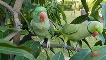 25.Cute Talking Mithu Parrot