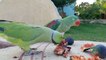 26.Indian Ringneck Parrot Shafin Eating Figs with Alex