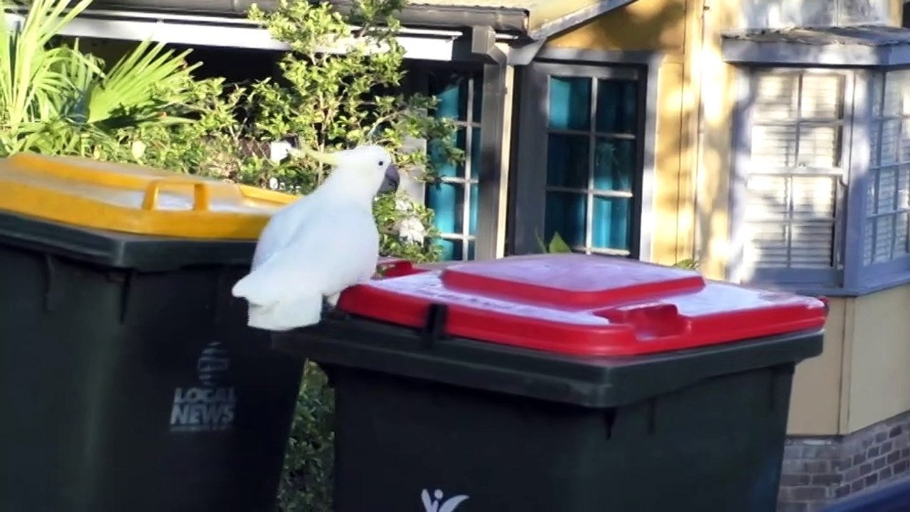 Scientists prove cockatoos teach each other unique skills