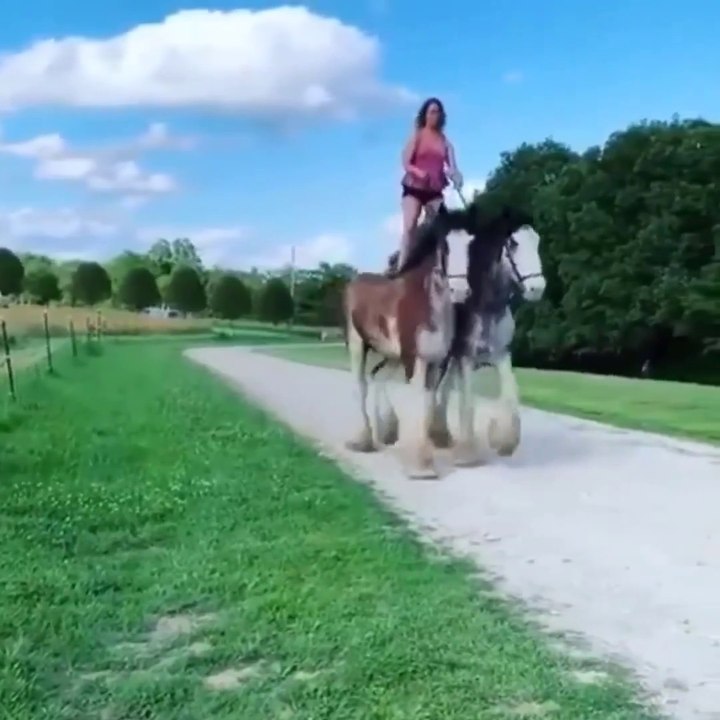 CUTE HORSES