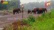 Vehicles Halted As Elephants Cross Road In Dhenkanal