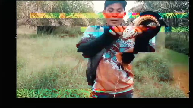 CASTING GABUS MALAH DAPAT BURUNG KACER