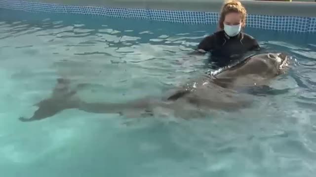 Hoy se celebra el día mundial de las ballenas y los delfines