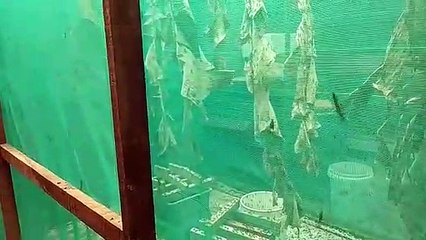 Modalnya Cuma Bikin Rak Kotak Kayu, Budidaya Magot ‘Lalat Tentara Hitam’ Cukup Menjanjikan