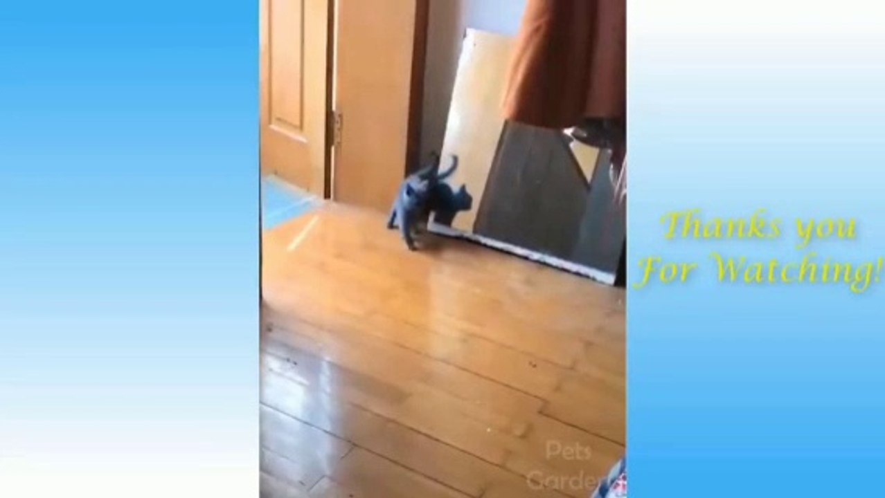 Funny and Cute Cat's Life  Cats and Owners are the best friends Videos