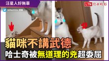 「為什麼要兇我？」貓咪跳高失敗遷怒 哈士奇超無辜
