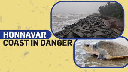 Port expansion endangers turtles and livelihoods