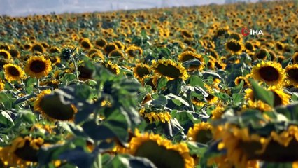 - Muş Ovası sarıya boyandı