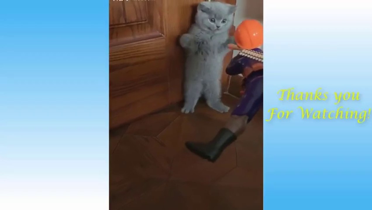Cute Cats and Funny Dogs Videos Compilation 2021