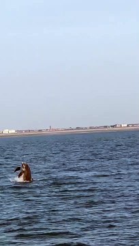 Bottlenose dolphins spotted off the coast of Fleetwood during RNLI training