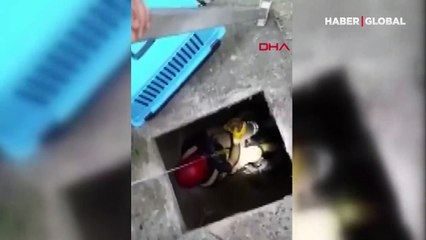 Kuyudan kurtardığı yavru kediye elleriyle yıkadı