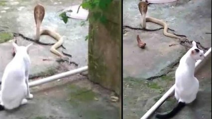 Viral Video : A Cat Saves Family Against Snake | Oneindia Telugu