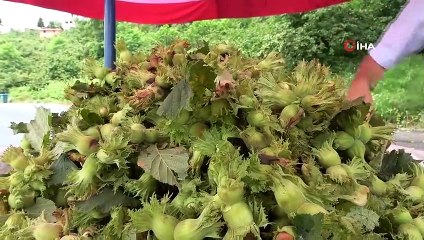 Sezonun ilk fındığı tezgahlarda